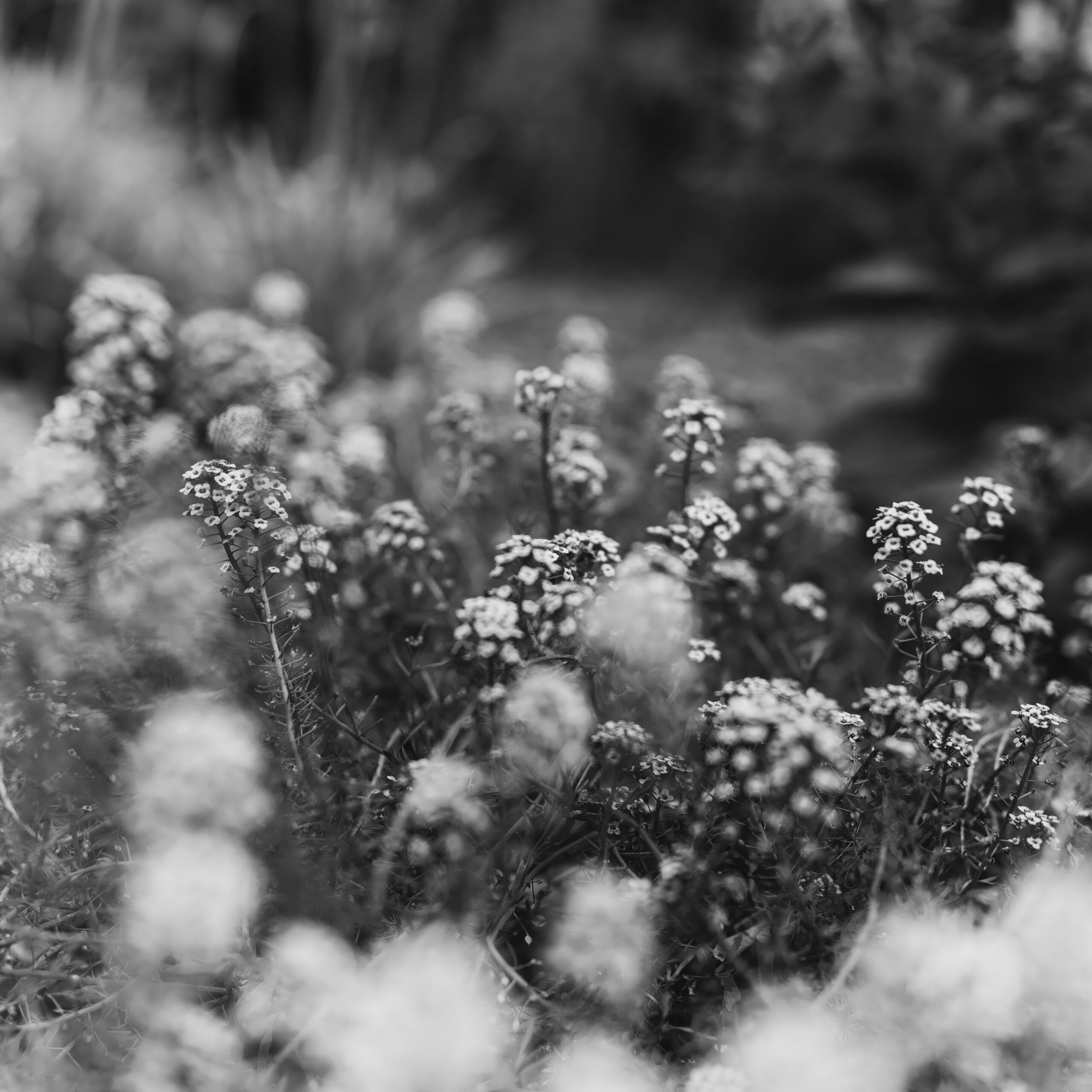 San Diego Botanical Gardens
